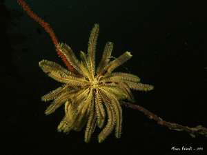 ....crinoid..... 
(Compact camera Nikon Coolpix 8400 in ... by Marco Faimali 